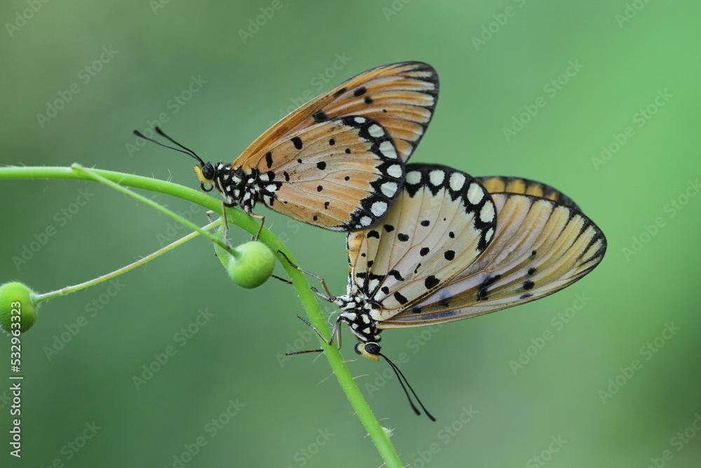 Naklejka premium butterfly on a flower