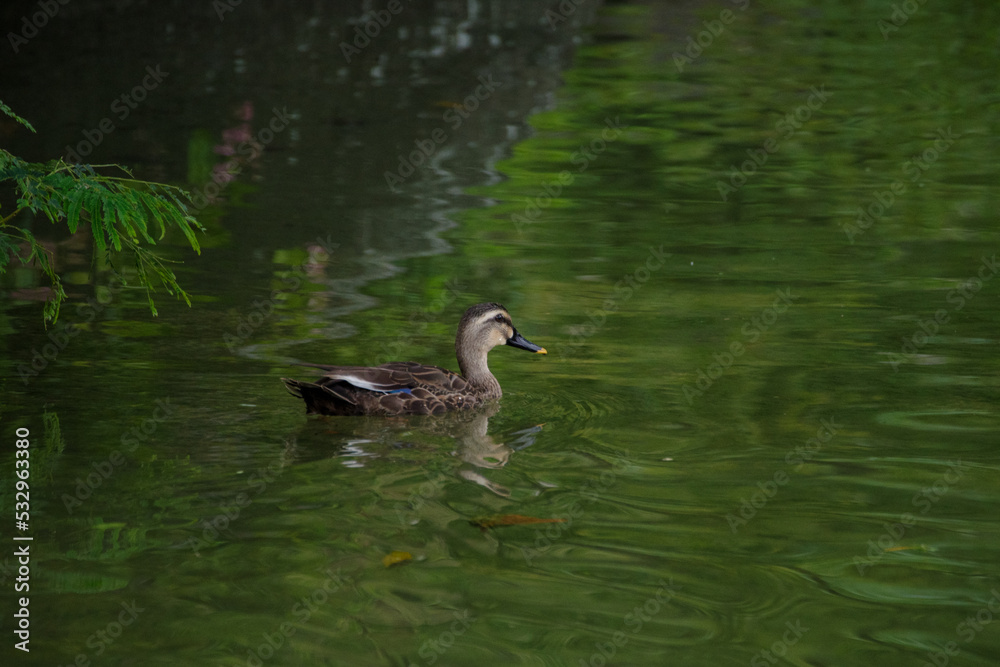 檜町公園の池をたのしむカルガモたち 檜町公園の池をたのしむカルガモたち