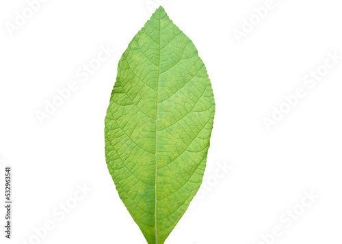 Single green young teak or tectona grandis leaf ,isolated on white background. Concept : Botanical plant. Tropical hardwood tree species. 
