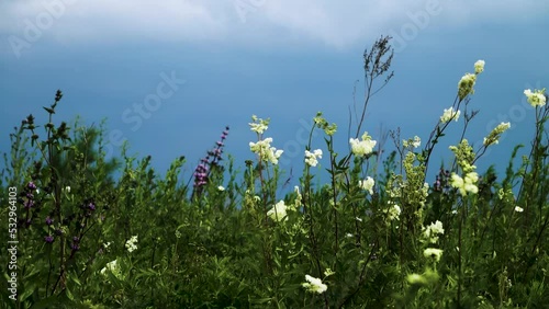 Moist meadow. Meadow grasses in the middle of summer. White flowers - meadowsweet. Krasnoyarsk Territory photo