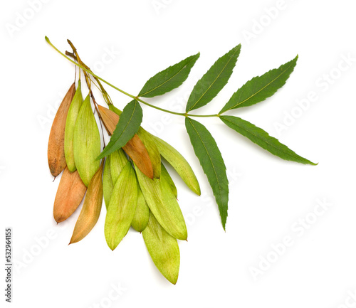 Fraxinus angustifolia, the narrow-leaved ash. Isolated on white