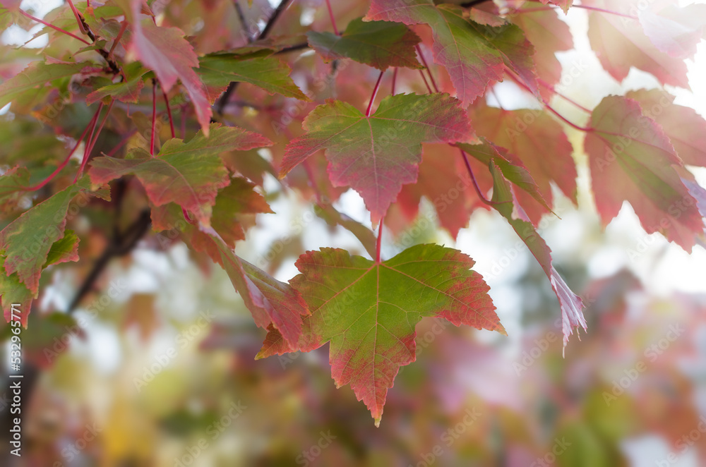 Maple branch. Maple branch.