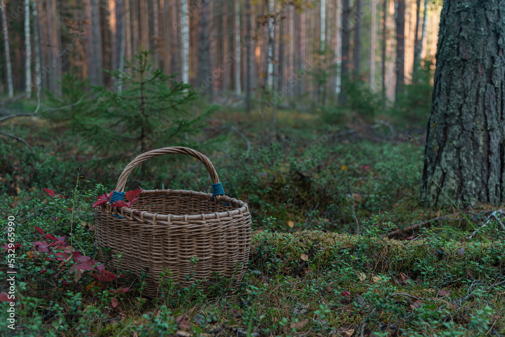 An empty wicker basket stands on the green grass against the background of a forest forest. An empty wicker basket stands on the green grass against the background of a forest forest.