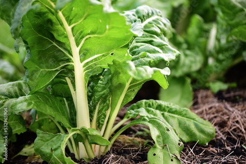 Swiss-chard growing on an allotment
