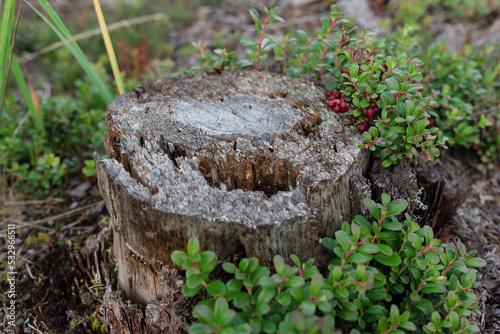 An old decrepit stump with ripe cranberries growing near it. cranberries. © YuNIK