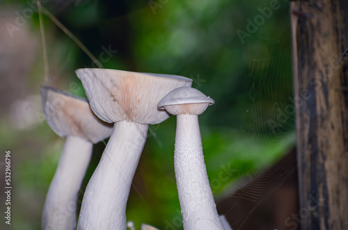 Calocybe indica, commonly known as the milky white mushroom, is a species of edible mushroom native to India.