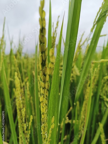 Beautiful green paddy field  rice field in Beautiful Nature background