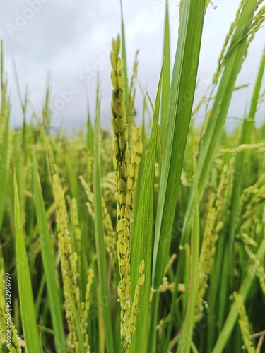 Beautiful green paddy field, rice field in Beautiful Nature background