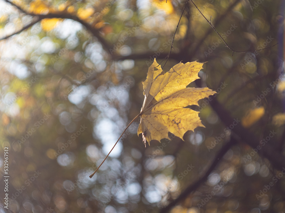 autumn maple leaves