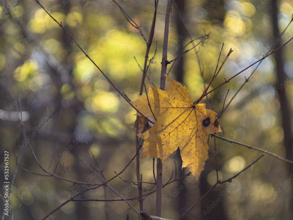 autumn leaves in the sun