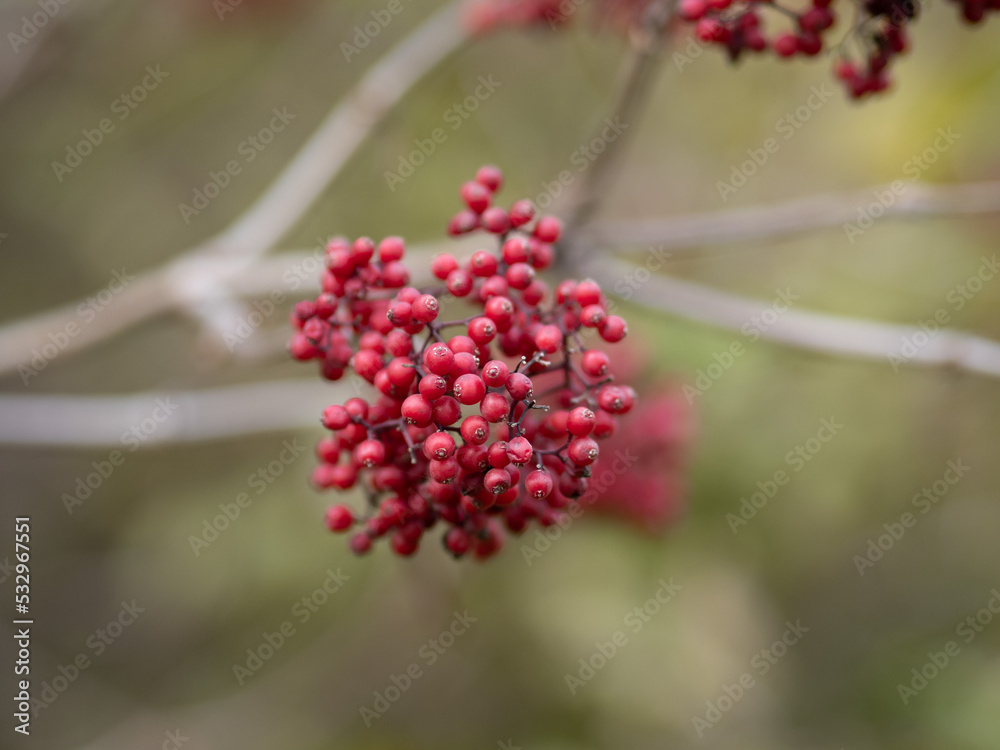 red berries on a branch