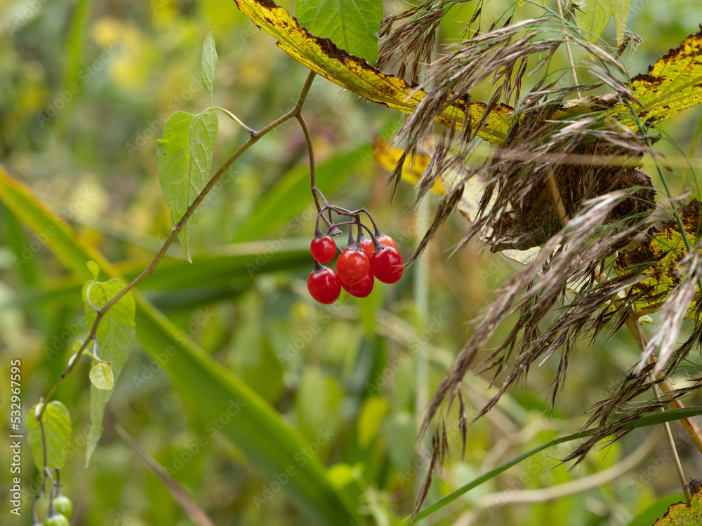 ladybird on a branch