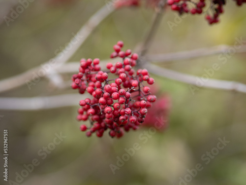 Obraz na płótnie red berries on a branch w salonie