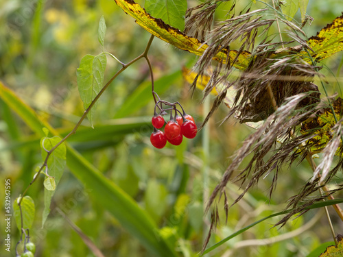 Obraz na płótnie ladybird on a branch w salonie