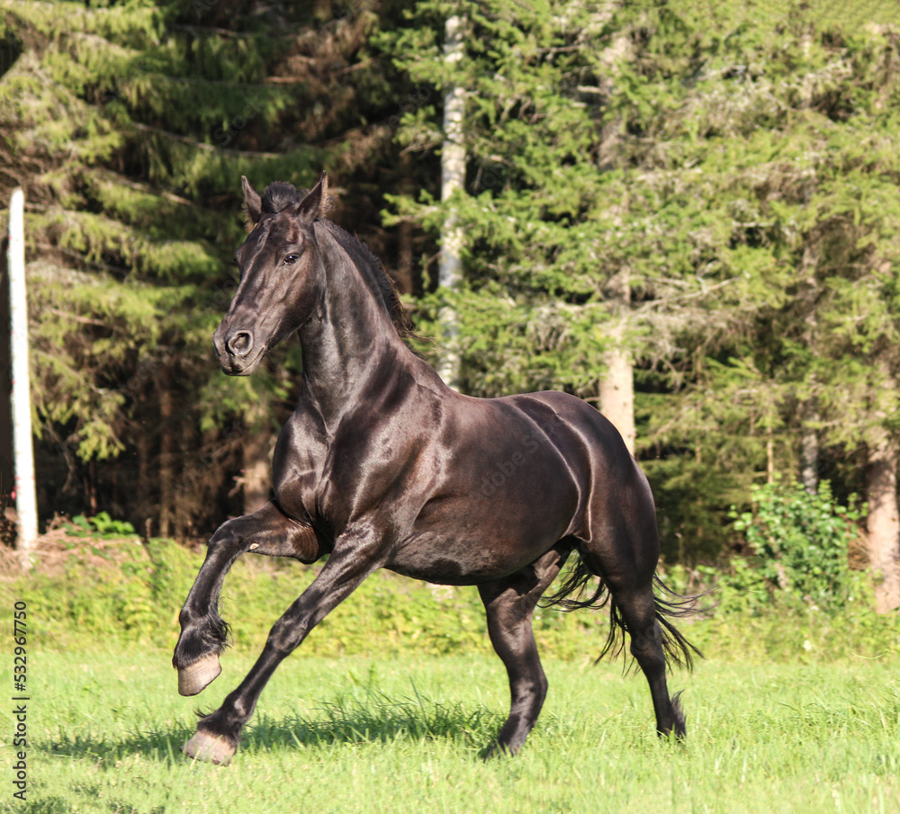 black stallion galloping across the field