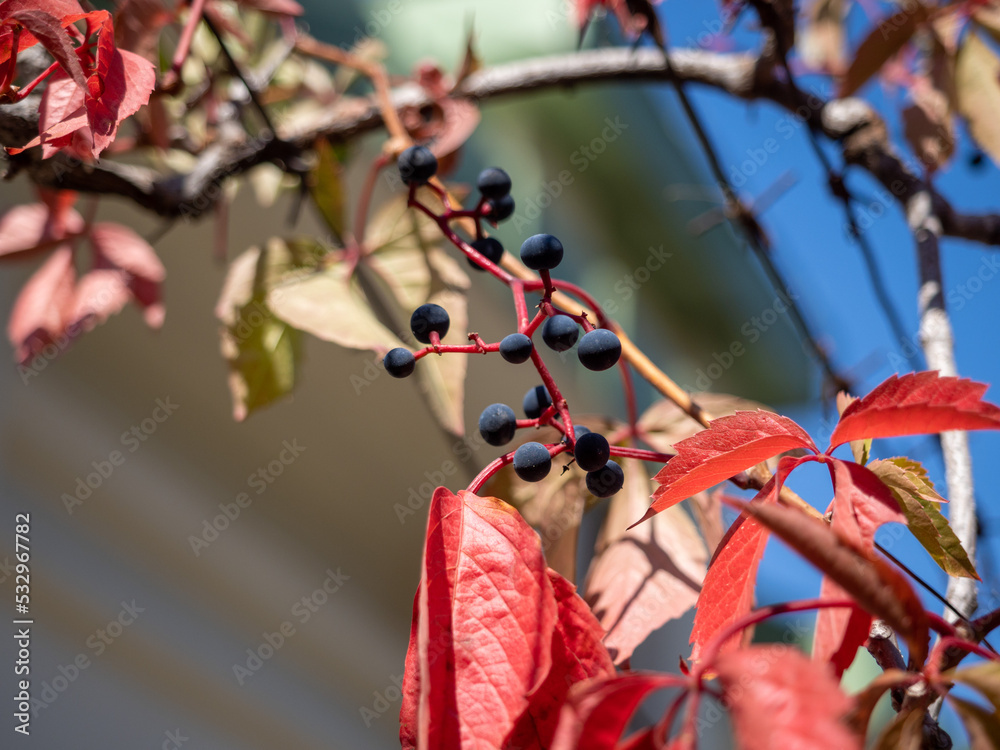 red leaves