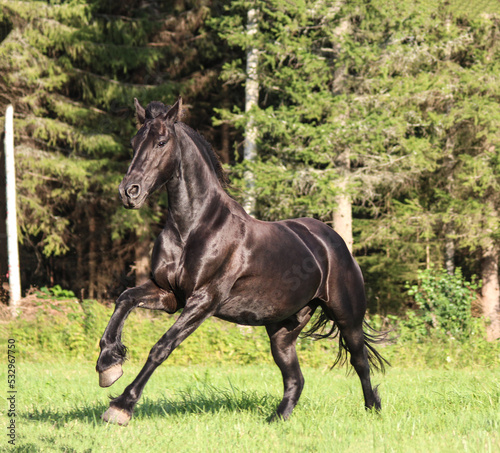 black stallion galloping across the field © Olena