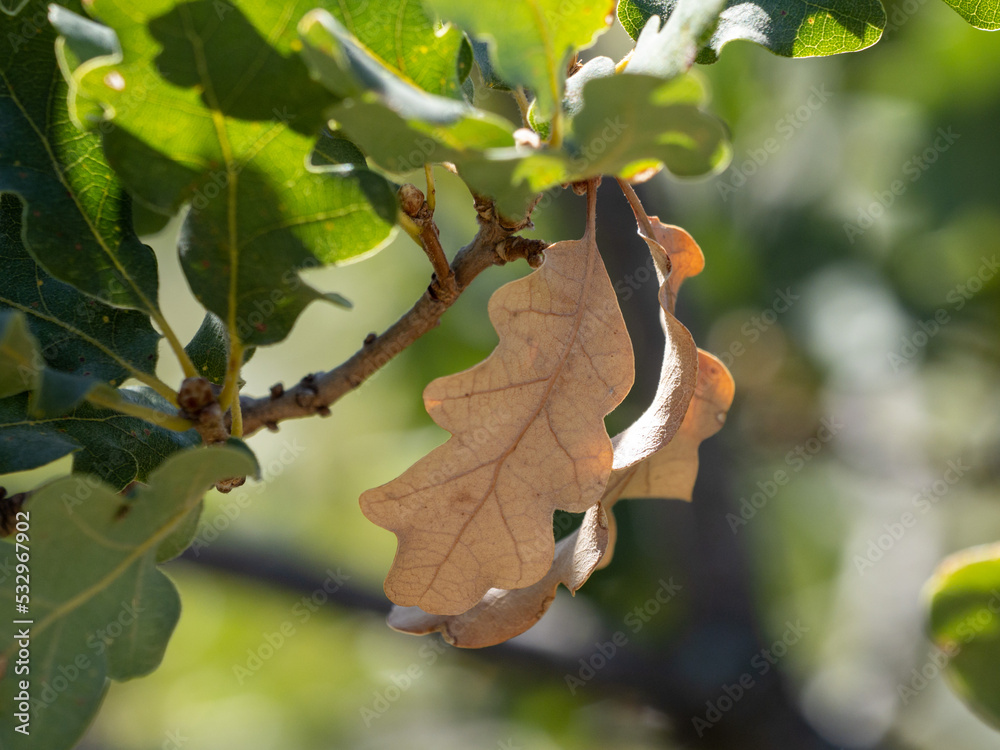 green oak leaves