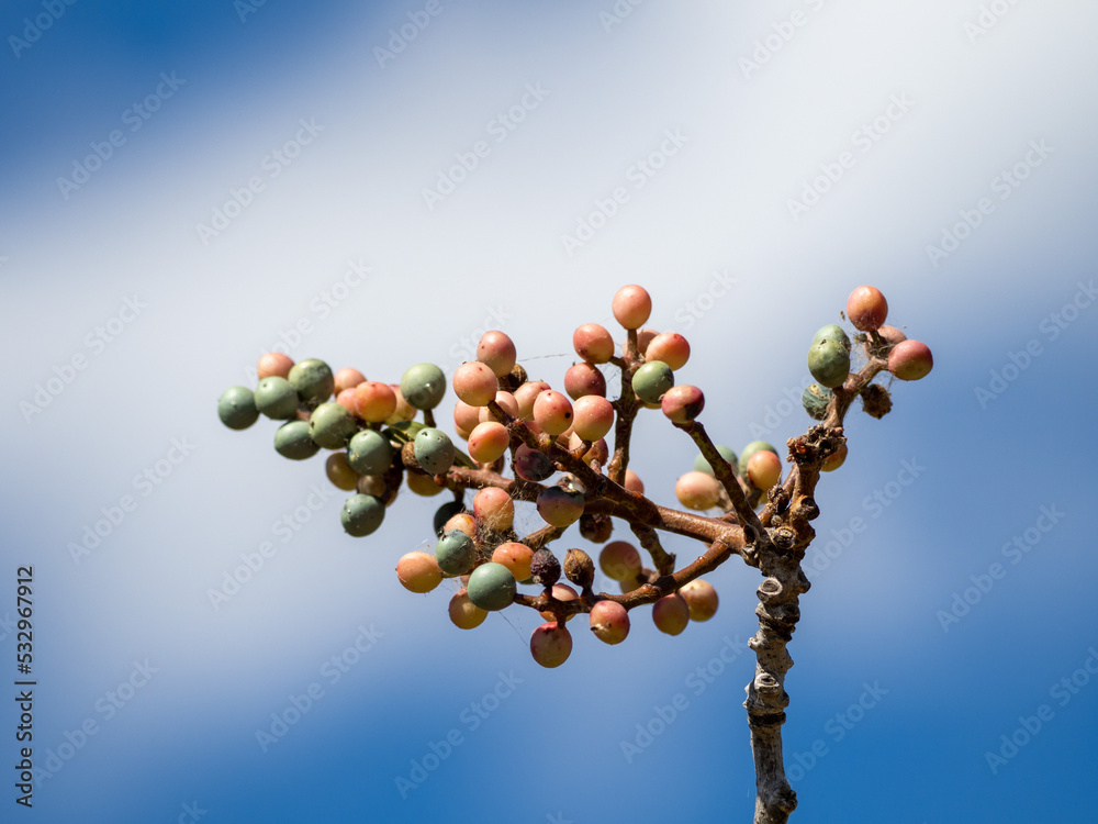 branch of a tree