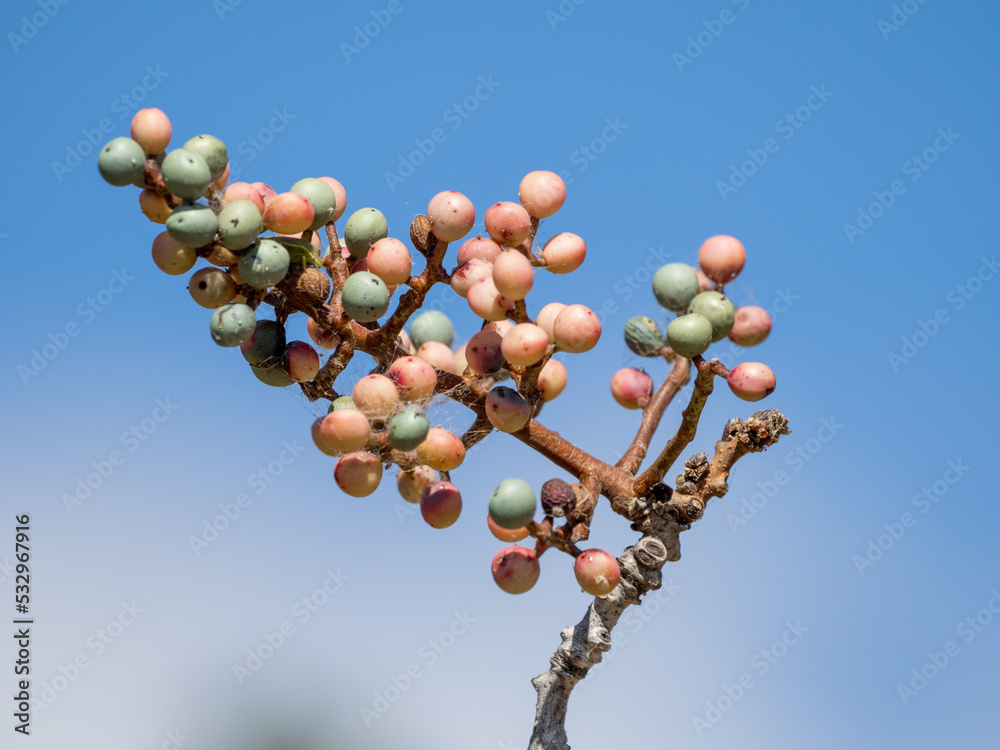 branch with berries