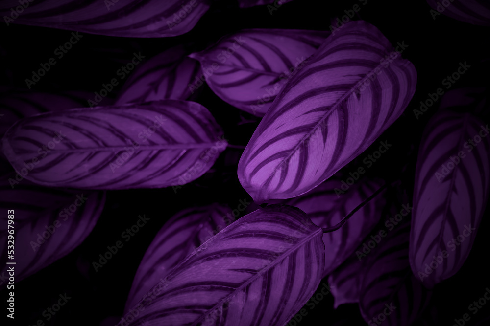 Obraz premium beautiful dark purple leaves foliage natural floral background. violet tone nature background.