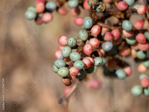 Obraz na płótnie close up of a bunch of rowan berries w salonie