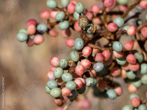 Obraz na płótnie berries on a branch w salonie