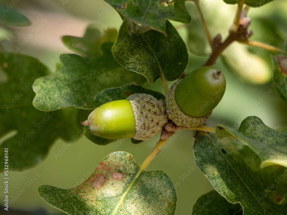 acorns and oak leaves