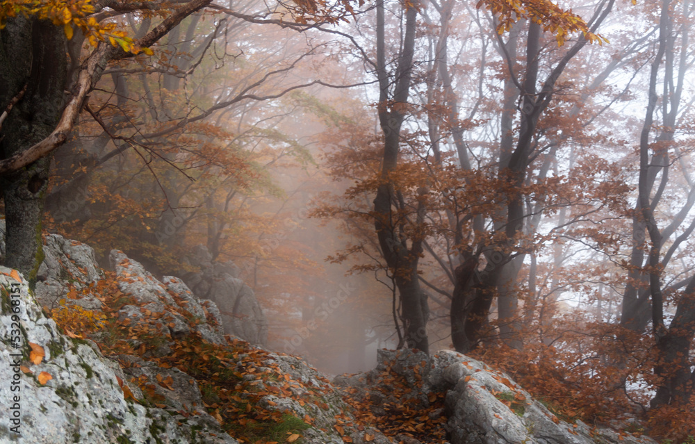 country scene with tree and fog at dawn country scene with tree and fog at dawn
