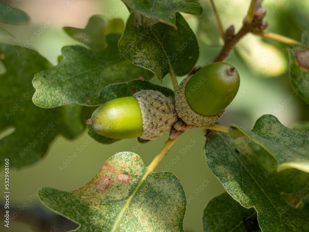 acorns on the tree