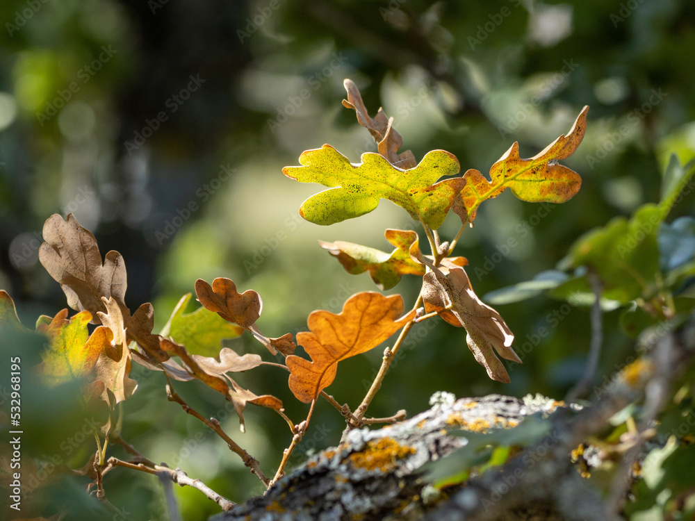 yellow and red