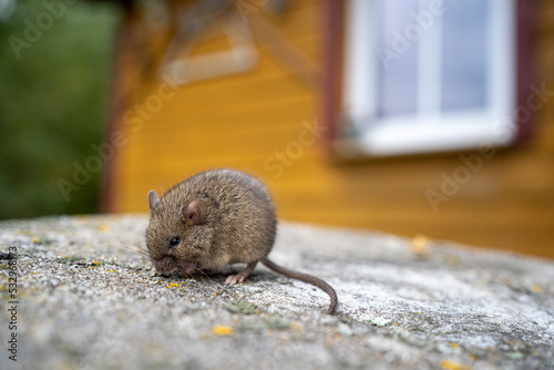house mouse Mus musculus on the background of a country house