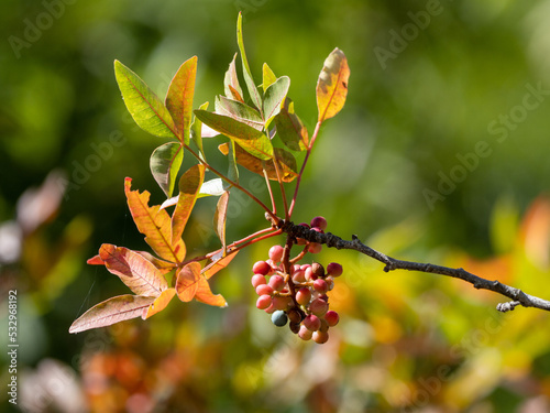 Obraz na płótnie autumn leaves on a branch w salonie