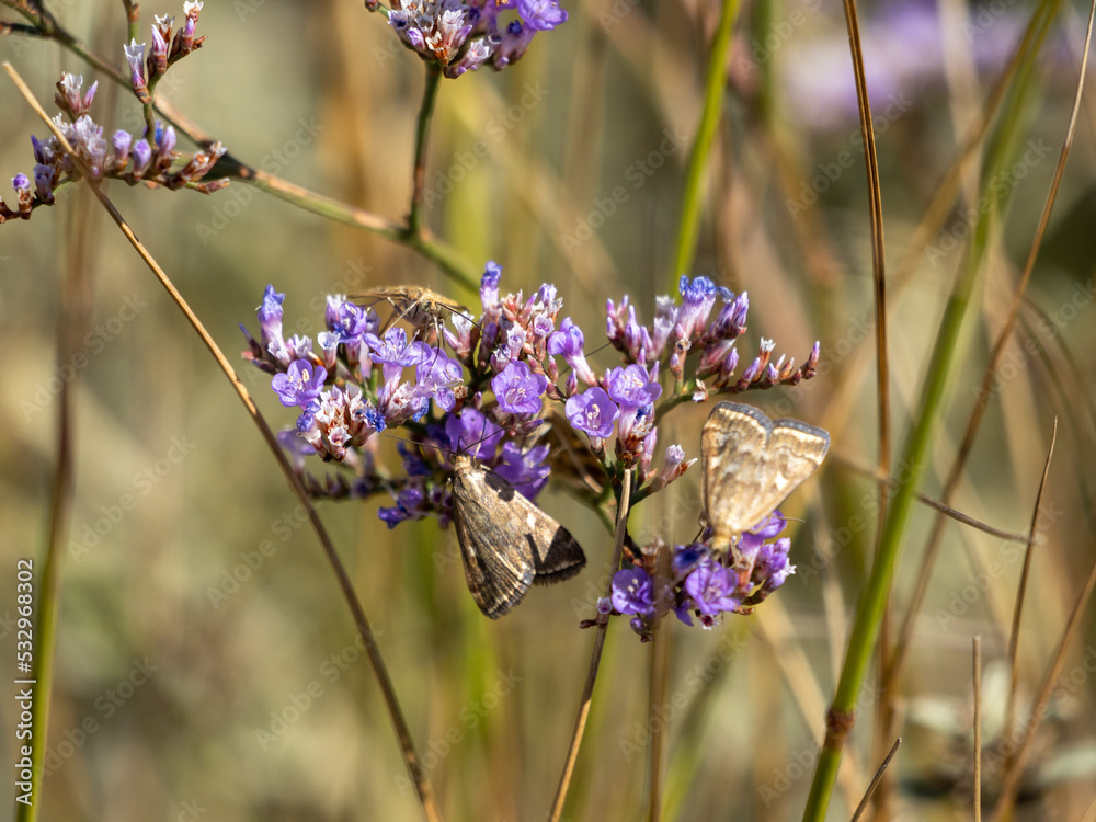 butterfly on lavender