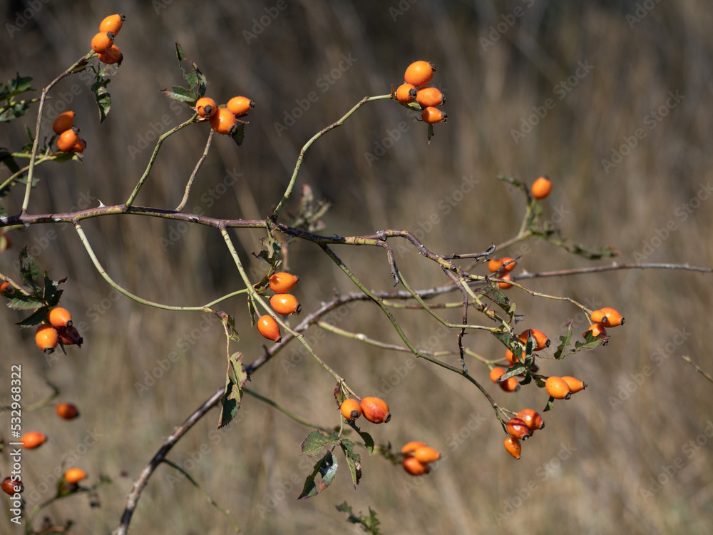 berries on a branch