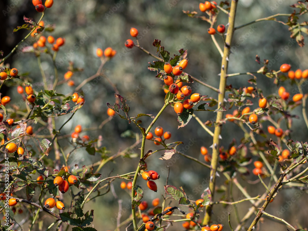 berries on a tree
