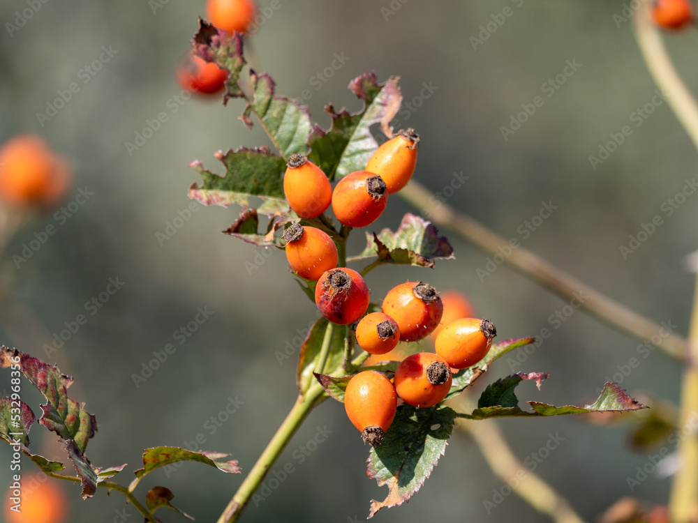 berries on a branch