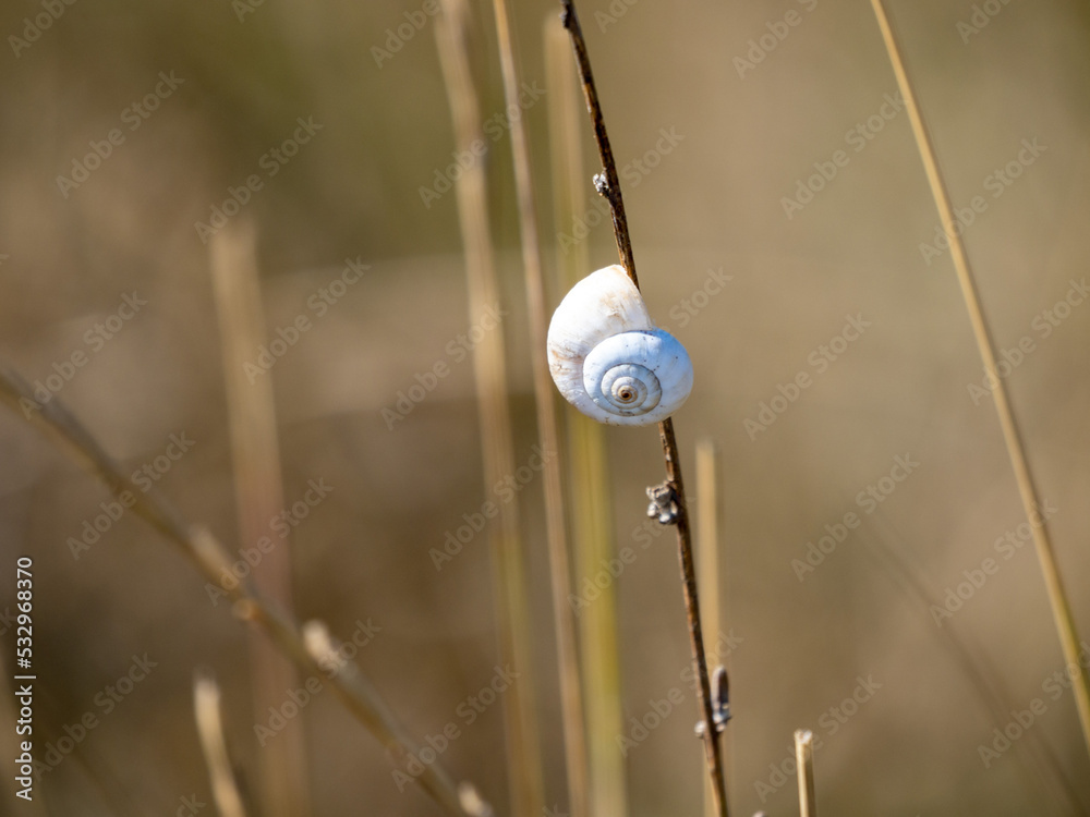 snail on a grass