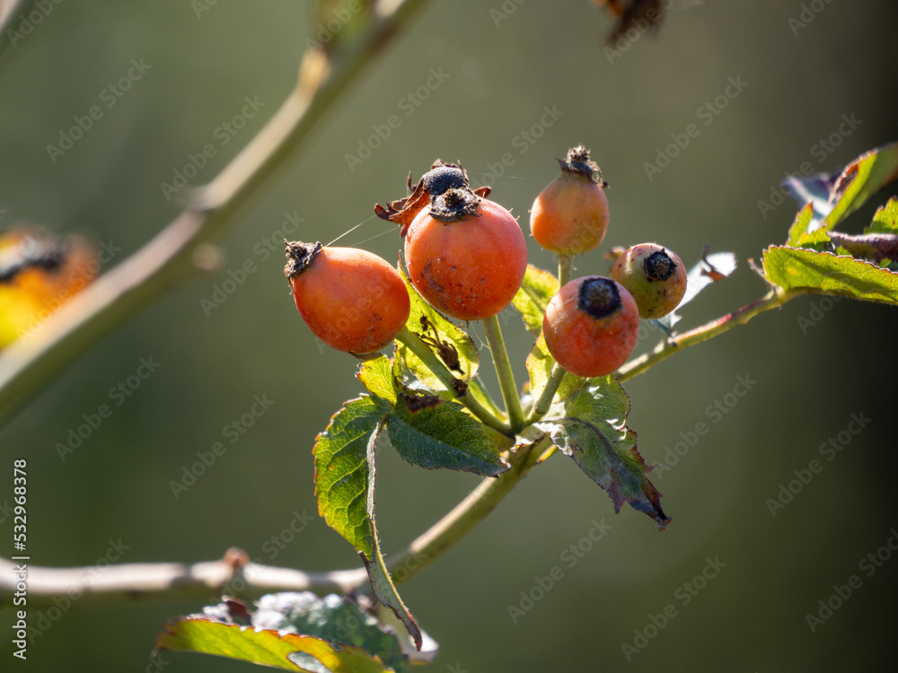 red and green berries