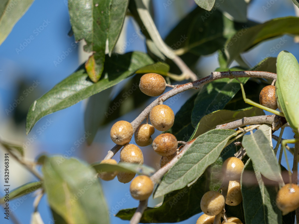 olives on tree