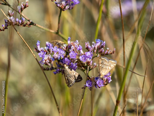 Obraz na płótnie butterfly on lavender w salonie