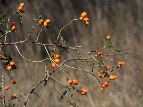 Obraz na płótnie berries on a branch w salonie