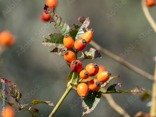 Obraz na płótnie berries on a branch w salonie