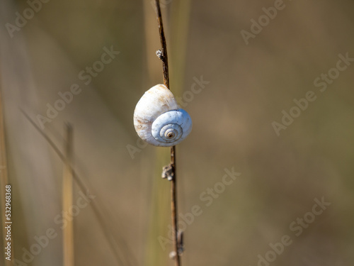 Obraz na płótnie snail on a leaf w salonie