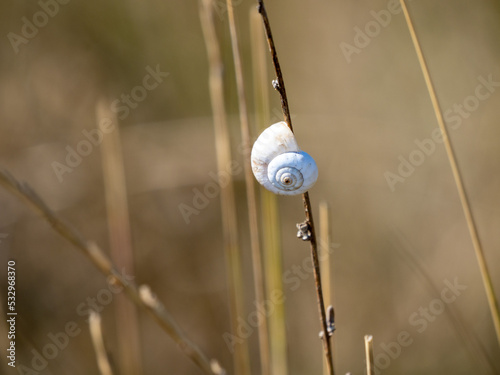 Obraz na płótnie snail on a grass w salonie