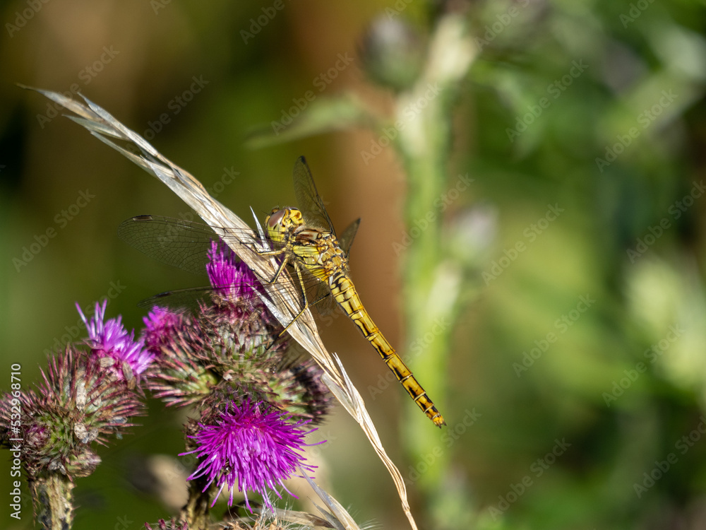 butterfly on a flower