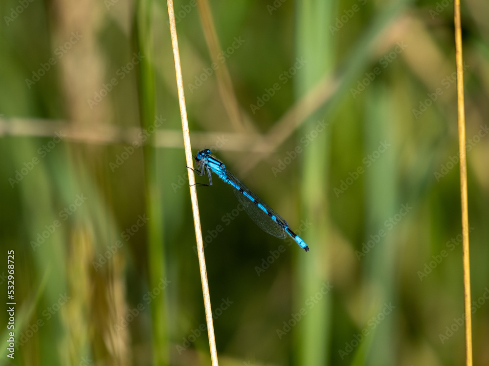 dragonfly on the grass