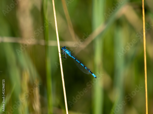 Obraz na płótnie dragonfly on the grass w salonie