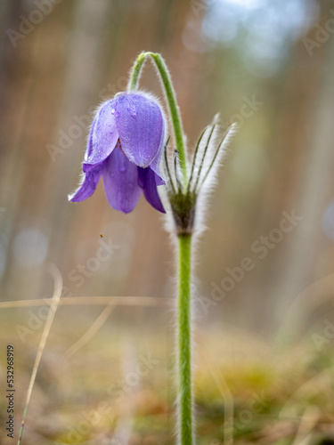 spring crocus flowers photo