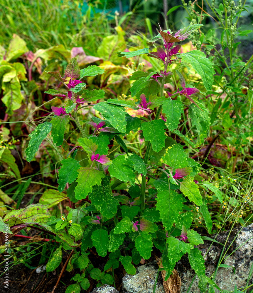 Close up of Tree spinach (Chenopodium giganteum)
Close up of Tree spinach (Chenopodium giganteum)
